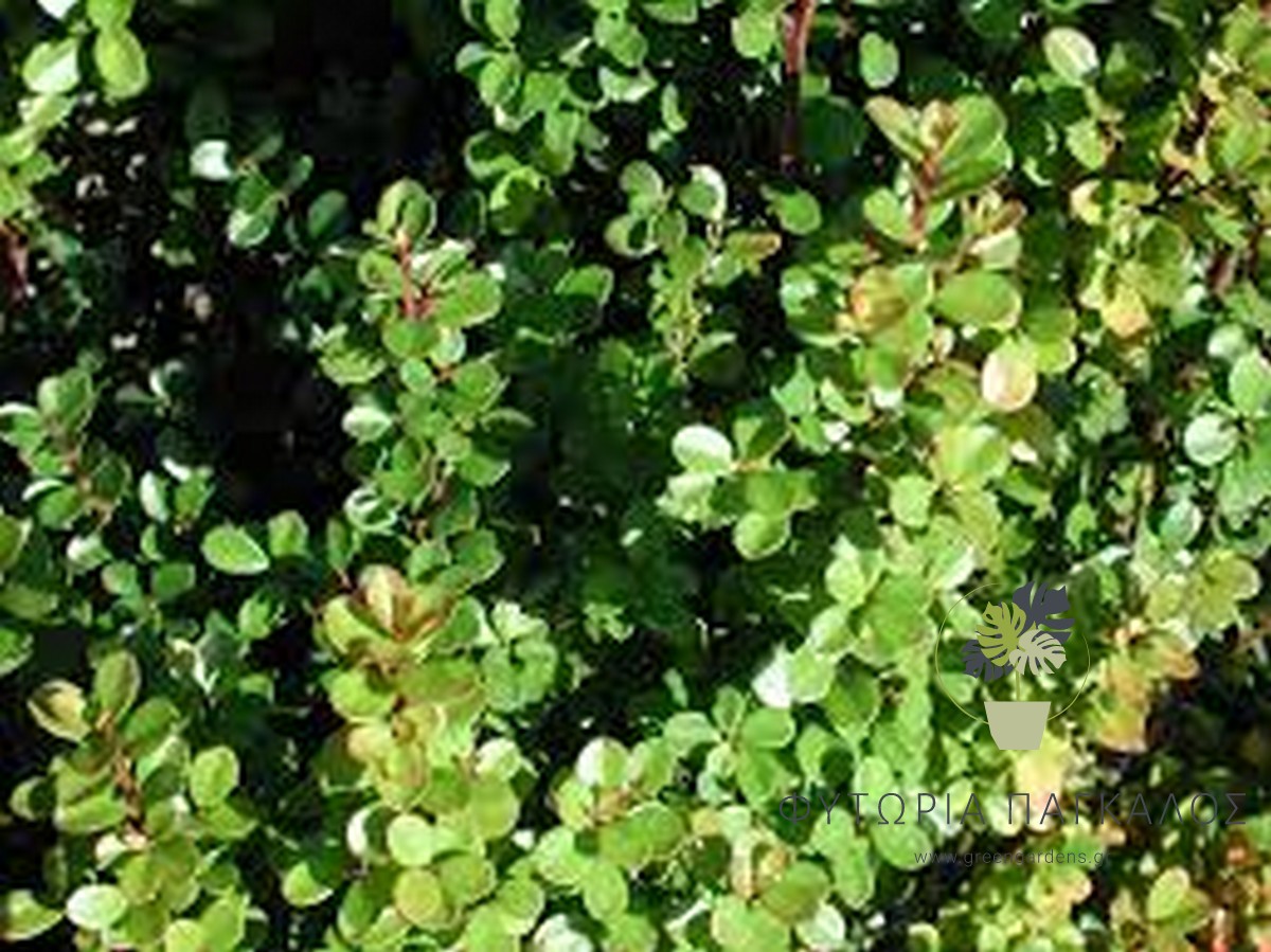 Μυρσίνη (Myrsine africana) – Αειθαλής Θάμνος για Χαμηλούς Φράχτες - 1